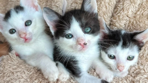 Illustration : Le voyage en van de ce couple se transforme en mission de sauvetage de 3 adorables chatons orphelins (vidéo)