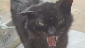 Illustration : Désireux de rompre avec l'errance, un chat en piteux état lance un ultime cri du coeur devant la porte d'une maison (vidéo)