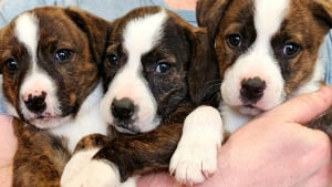 Illustration : 4 chiots livrés à eux-mêmes dans une boîte posée près d’une rivière suscitent l’empathie d’une bienfaitrice
