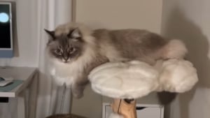 Illustration : On n'arrête plus Nimbus, le chat Sibérien qui prouve cette fois-ci que sa fourrure ne sert pas qu'à le protéger du froid (vidéo)