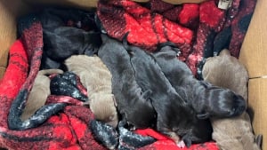 Illustration : "Abandonnés dans un sac sur le bord de la route, 9 chiots nouveau-nés découvrent l'amour et la bienveillance auprès d'une famille dévouée (vidéo)"