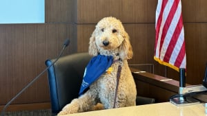 Illustration : "En tant que chien de réconfort, ce gentil Caniche aide à soulager le stress des visiteurs du palais de justice de sa ville (vidéo)"