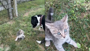 Illustration : Accueilli par 2 chiens dans une ferme, ce chaton errant obtient la vie heureuse qu'il cherchait (vidéo)