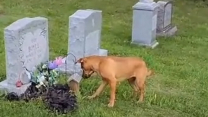 Illustration : Cette chienne n’a jamais connu la mère de son maître, mais retrouve sa tombe au cimetière (vidéo) 