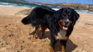 Illustration : Une famille pensant son chien décédé après être tombé d’une falaise reçoit une nouvelle déconcertante des semaines plus tard