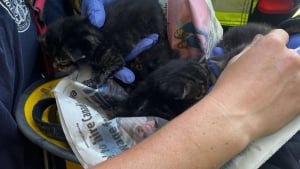 Illustration : "Des pompiers sauvent une chatte lors d'un incendie, puis retourne à l'intérieur du logement pour secourir ses chatons de 2 semaines"