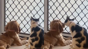 Illustration : Une chatte n’acceptait pas la présence du chien de la famille jusqu’à ce que son amie féline décède (vidéo) 