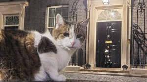 Illustration : Larry le chat souricier de la résidence officielle du Premier Ministre au Royaume-Uni perd son statut de seul félin vedette avec l'arrivée de deux nouveaux chats