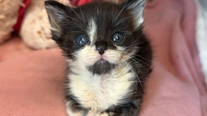 Illustration : Plus petit que ses compagnons de portée, ce chaton aux besoins spéciaux peut compter sur le soutien d'un vieux chat aimant
