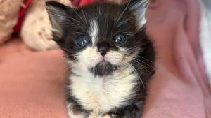 Illustration : Plus petit que ses compagnons de portée, ce chaton aux besoins spéciaux peut compter sur le soutien d'un vieux chat aimant