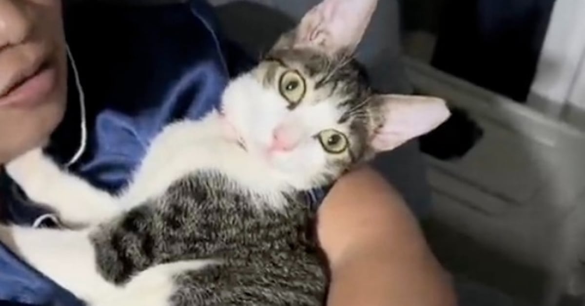 Un chat altruiste vient en aide à une chatte errante gestante en la ...
