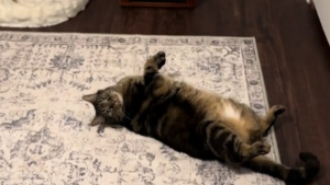 Illustration : Ce chat très exigeant présente fièrement le luxueux studio que ses propriétaires lui ont "enfin" aménagé (vidéo)