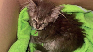 Illustration : Trouvé sur un chantier, un chaton se bat contre le typhus avec courage et savoure l'amour de sa bienfaitrice