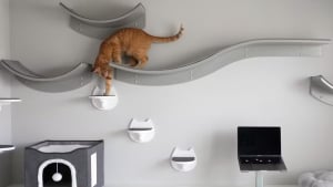 Illustration : "Une femme passionnée d’animaux transforme sa maison en Eldorado pour les chats"