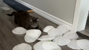 Illustration : Pour garder ses chats actifs au quotidien, une jeune femme trouve une idée simple et efficace à partir d’un article de cuisine (vidéo)