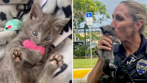 Illustration : Une policière spécialiste des sauvetages félins offre une nouvelle vie pleine d’espoir à un chaton sauvage insouciant (vidéo)