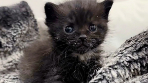 Illustration : Des jeunes emmènent un chaton sans vie dans un refuge, qui fait tout son possible pour le sauver et lui offrir le meilleur