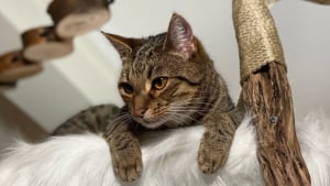 Illustration : Après s’être échappé de son catio, un chat aventureux saute sur le dos d’un livreur et fait une entrée remarquée dans sa propre maison (vidéo)