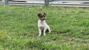 Illustration : Après des semaines de cavale sur une route dangereuse, un Jack Russell terrifié enfin secouru près d'un aéroport
