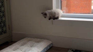 Illustration : Un chaton Ragdoll prend son courage à 2 pattes et effectue son tout premier saut "vertigineux" sous les yeux de sa maîtresse (vidéo)