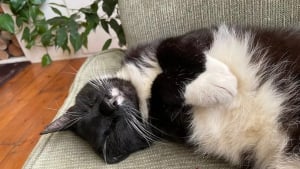 Illustration : "Blessé par balle, un chat âgé au nez qui coule obtient une seconde chance dans la vie grâce à une intervention chirurgicale"