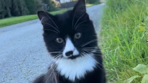 Illustration : Ce chat est fasciné par les moutons qu'il voit pour la première fois de sa vie (vidéo) 