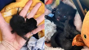 Illustration : "Déterminé à vivre, un chaton nouveau-né abandonné par sa maman se bat courageusement pour prendre du poids"