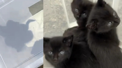Illustration : Des chatons pas encore sevrés sont découverts à temps par un automobiliste après leur abandon dans une caisse en plastique