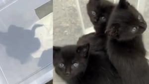 Illustration : Des chatons pas encore sevrés sont découverts à temps par un automobiliste après leur abandon dans une caisse en plastique