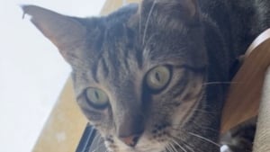 Illustration : "Toujours aussi câlin" après 490 jours de séparation et d'angoisse, Simba le chat mystérieusement disparu est de retour auprès de sa maîtresse