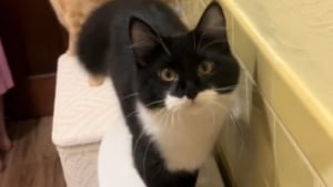 Illustration : Ce chat "danseur" a trouvé une méthode astucieuse pour faire savoir à sa maîtresse qu'il veut un câlin (vidéo)
