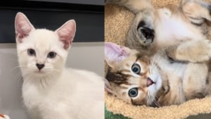 Illustration : Ces 2 chatons croisés Scottish Fold et Bengal sont si différents qu'on aurait du mal à croire qu'ils sont frères (vidéo)