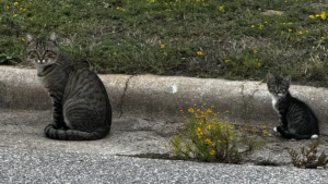 Illustration : Un chaton abandonné puis adopté par une colonie de félins errants découvre enfin la vie de chat d'intérieur (vidéo)