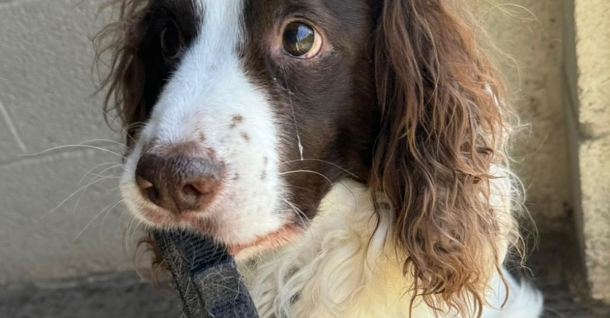 Abandonn Avec Sa Laisse Ce Chien Retrouve Espoir Gr ce Une Famille abandonn-avec-sa-laisse-ce-chien-retrouve-espoir-gr-ce-une-famille