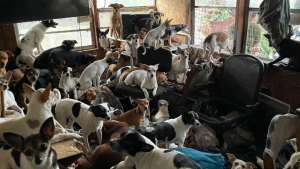 Illustration : "Un sauvetage dure 12 heures pour saisir 146 chiens découverts sur la propriété d’un homme"