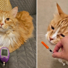 Illustration : Ce chat diab&eacute;tique adore sa routine de soins quotidiens et attend avec impatience ses injections d&rsquo;insuline (vid&eacute;o)