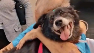 Illustration : "La visite surprise d'une chienne à son maître hospitalisé et démoralisé lui redonne le sourire et accélère sa guérison (vidéo)"