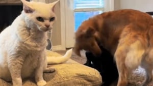 Illustration : L'attitude d'un chat semblant perplexe et dépassé face à l'agitation des chiens de la famille (vidéo)