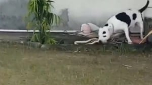 Illustration : "Pour protéger sa famille, ce Pitbull affronte un serpent et donne une leçon à ses détracteurs (vidéo) "