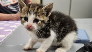 Illustration : "Un homme menace de jeter des chatons à la poubelle si personne ne les achète, un bon samaritain décide de les sauver"