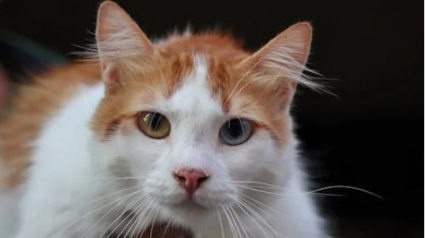 Illustration : 8 races de chats aux yeux fascinants qui peuvent vous saisir en un regard