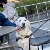 Illustration : D&egrave;s qu&rsquo;il se rend au parc, ce Golden Retriever sociable s&rsquo;installe aux pieds d&rsquo;inconnus et r&eacute;clame des caresses (vid&eacute;o)