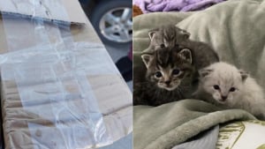 Illustration : "Une femme voit une chatte gratter frénétiquement un carton fermé avec du ruban adhésif et intervient en comprenant qu'elle tente de sauver des vies"