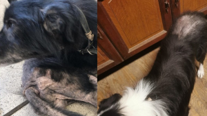 Illustration : "2 Border Collies victimes de mauvais traitements retrouvent l'espoir après l'intervention d'une enquêtrice bénévole"