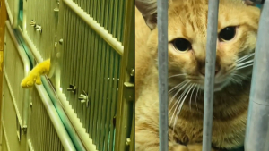 Illustration : Ce chat abandonné par sa famille tend la patte à travers les barreaux de sa cage au refuge afin de trouver l'affection (vidéo)