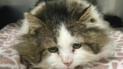 Illustration : L'amour d'une adoptante transforme un chat errant triste et effrayé en un compagnon de vie épanoui 