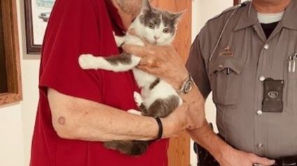 Illustration : Une chatte secourue de justesse sur une autoroute par un policier rencontre l'amour un mois plus tard