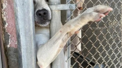 Illustration : Un chien passe 7 mois au refuge à tendre la patte dans l'espoir d'attirer les visiteurs et de se faire adopter