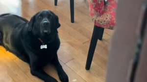 Illustration : "Ce Labrador n'ayant pas pu devenir chien guide tient malgré tout à rendre service et applique scrupuleusement ce qu'il a appris (vidéo)"