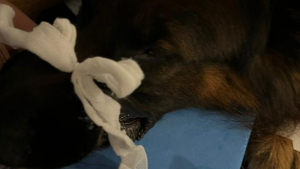 Illustration : Un chien pris en charge aux urgences et sauvé après avoir avalé une pierre pendant une partie de jeu